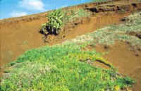 Introduced species used by the islanders in an attempt to control erosion at St Pauls. Foreground:  Carpobrotus edulis, a major environmental weed, and Crinum sp.