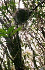 Syzygium jambos foliage and flowers in a monotypic stand on Pitcairn Island (South Pacific). The bird nest belongs to the endemic Pitcairn warbler which is common in stands of S. jambos. (27239 bytes)