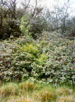 Invasive woody plants in Ireland. Clump of Rubus spectabilis (light green foliage) in a stand of Rhododendron ponticum (pink flowers) with native Salix in the background. (30437 bytes)