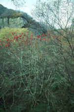 Birch-rowan hazel woodland at Murlough Bay (Co. Antrim) (21702 bytes)